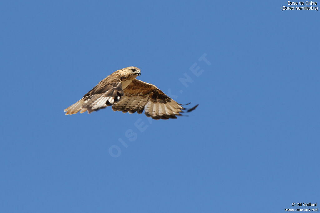 Upland Buzzard