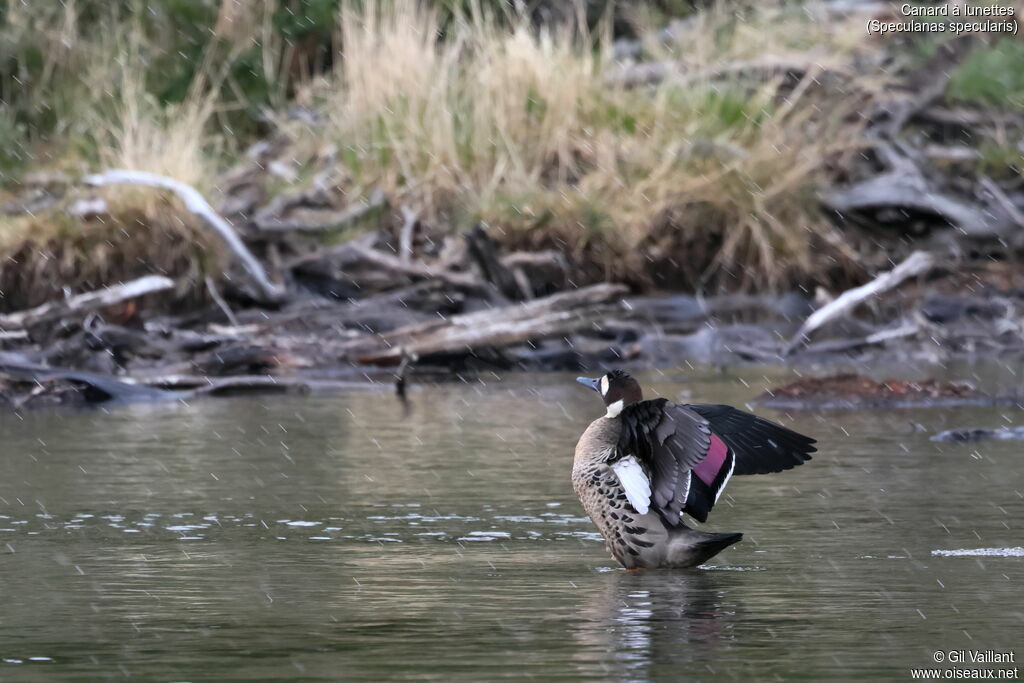 Bronze-winged Duck