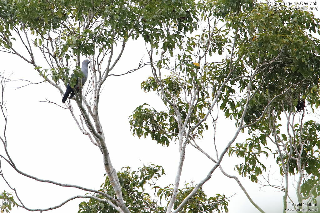 Geelvink Imperial Pigeon
