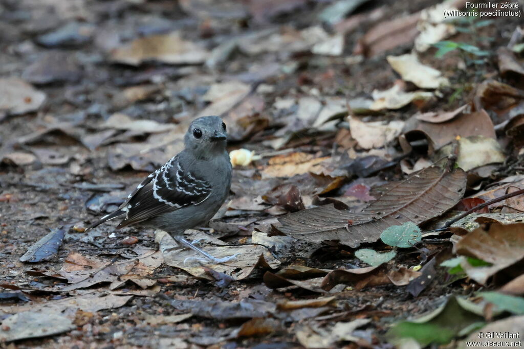 Common Scale-backed Antbird