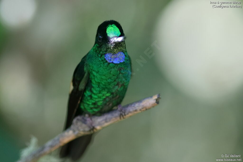 Inca à gemme bleue mâle adulte, portrait