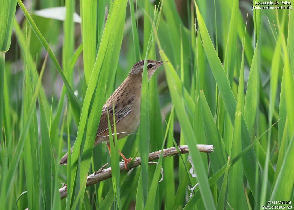 Pallas's Grasshopper Warbler