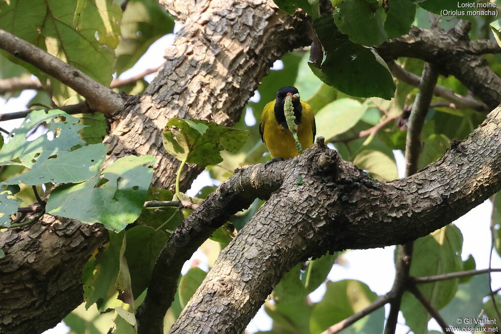 Ethiopian Oriole