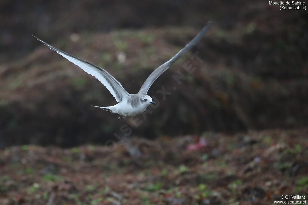 Sabine's Gulljuvenile