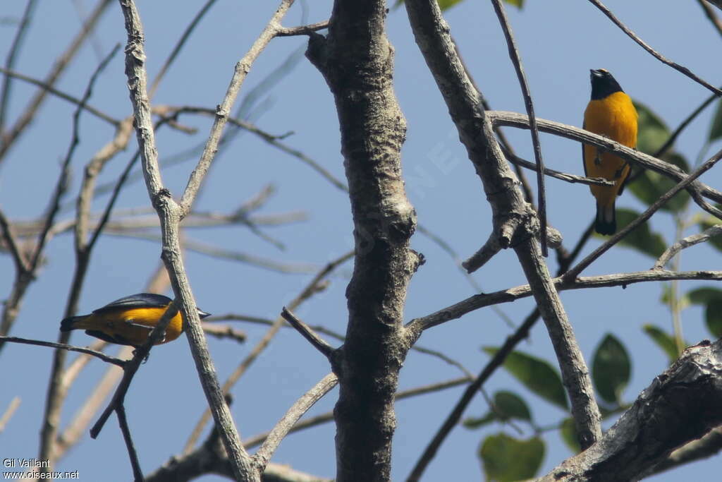 Trinidad Euphonia male adult, identification
