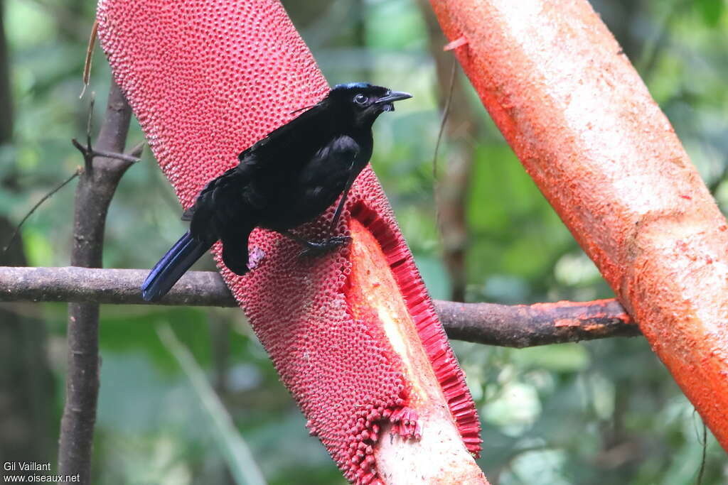 Vogelkop Lophorina (niedda)