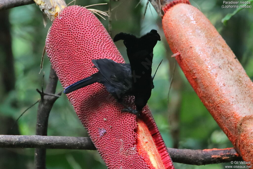 Paradisier niedda