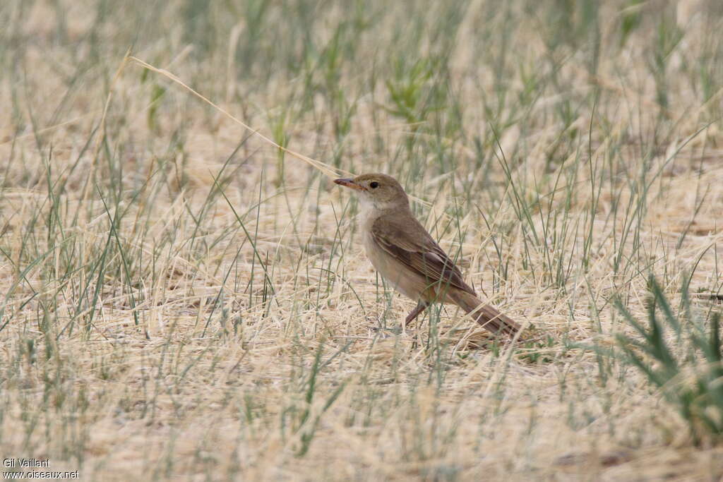 Rousserolle à gros becadulte, identification