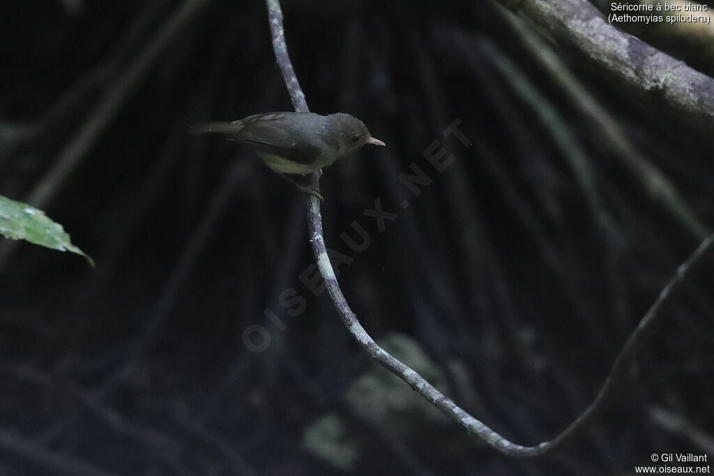 Pale-billed Scrubwren
