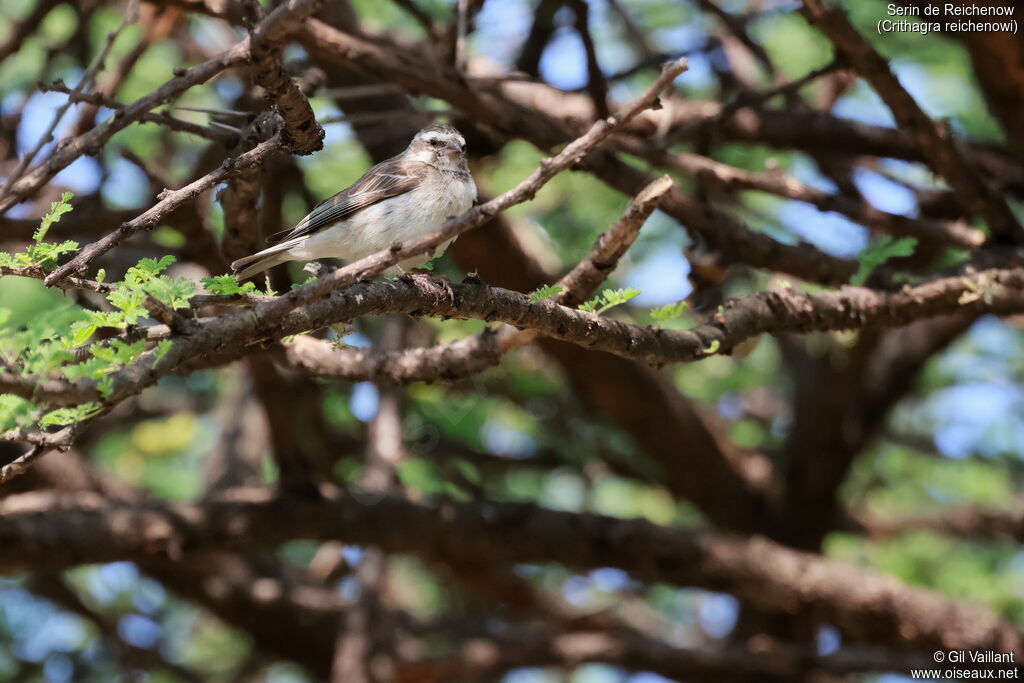 Reichenow's Seedeater