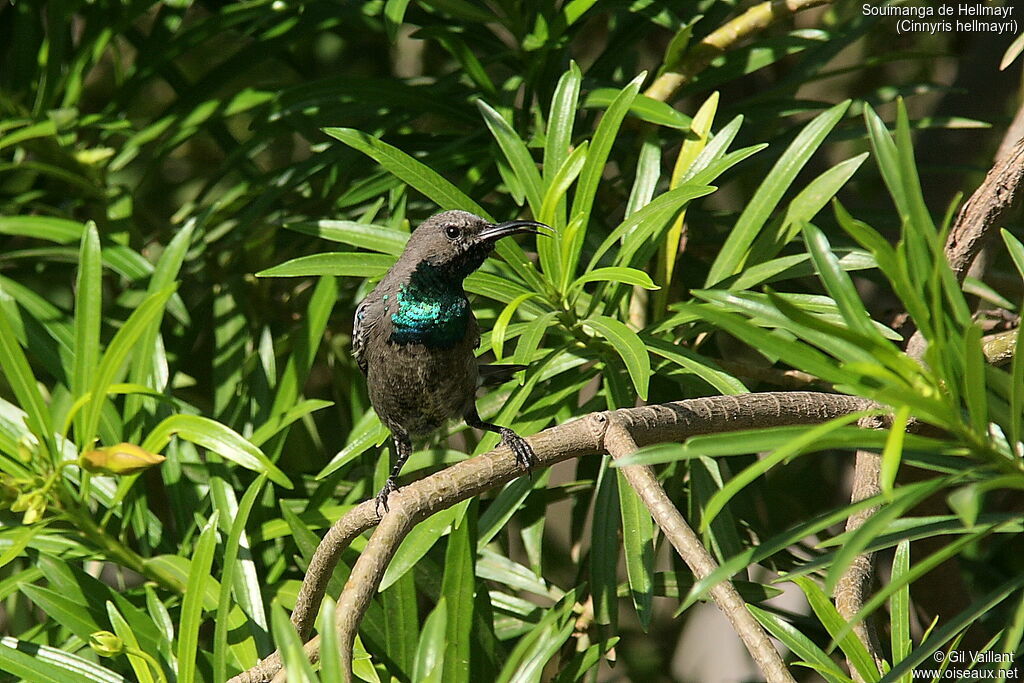 Souimanga de Hellmayr mâle immature