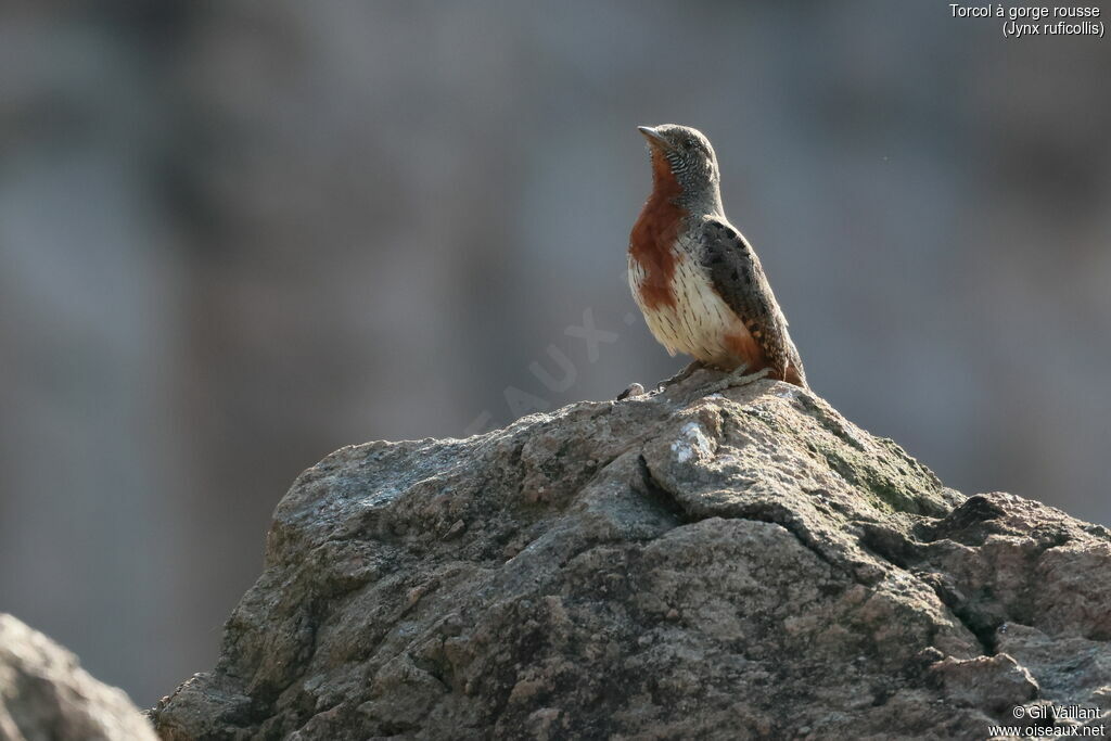 Torcol à gorge rousse