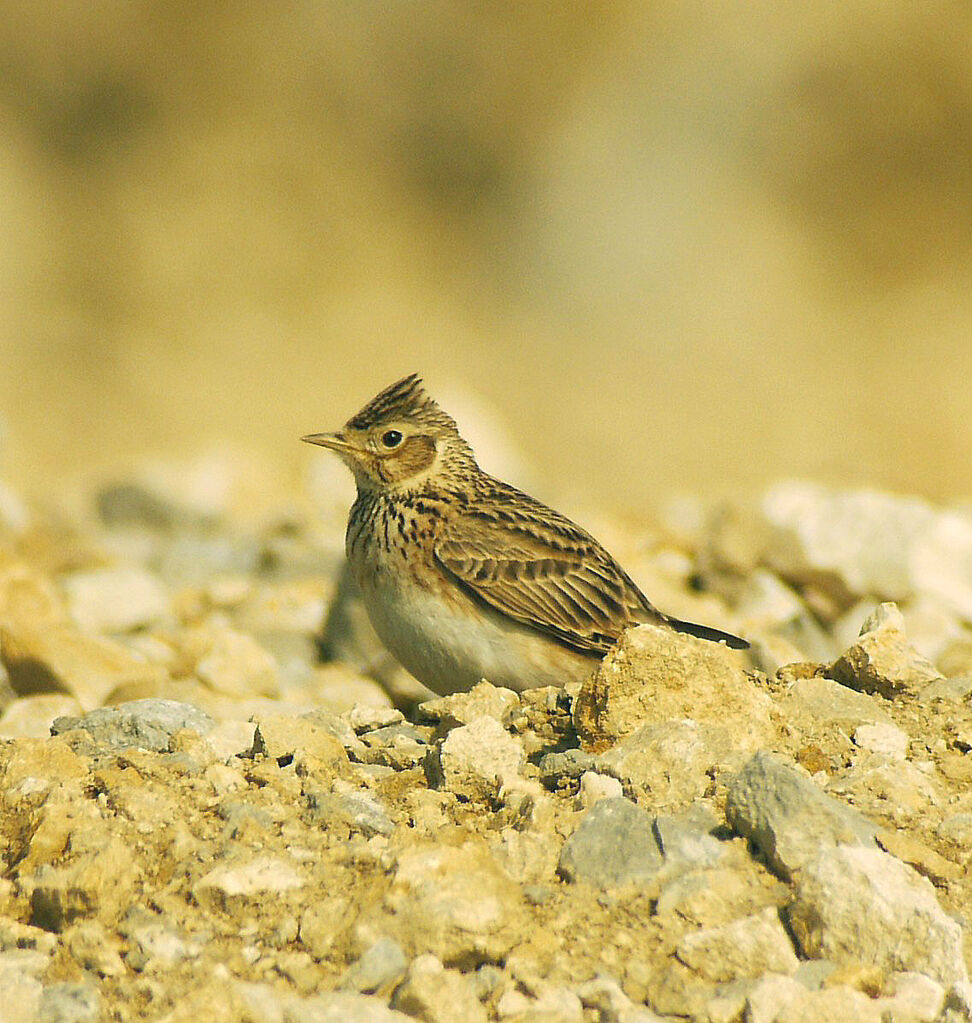 Eurasian Skylark male adult breeding, identification