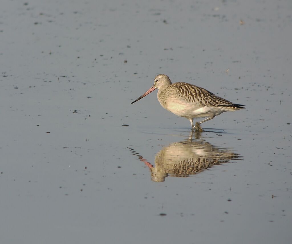 Bar-tailed Godwitadult post breeding, identification