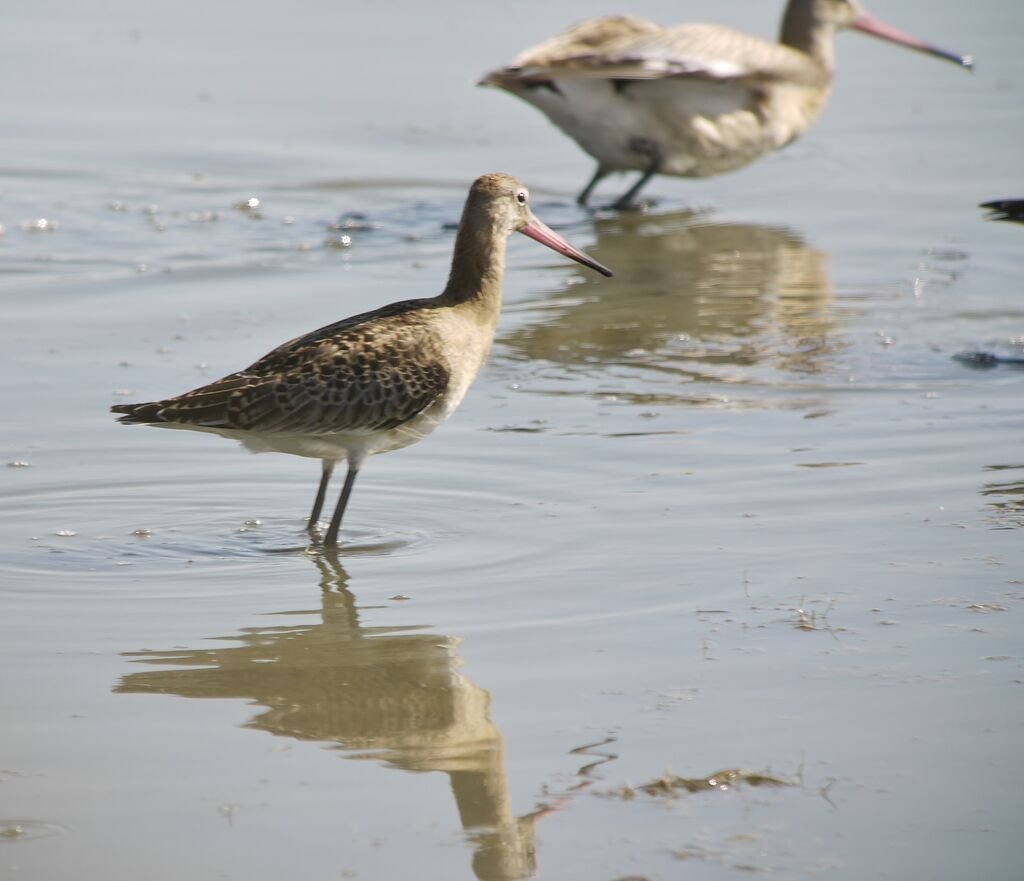 Bar-tailed Godwit