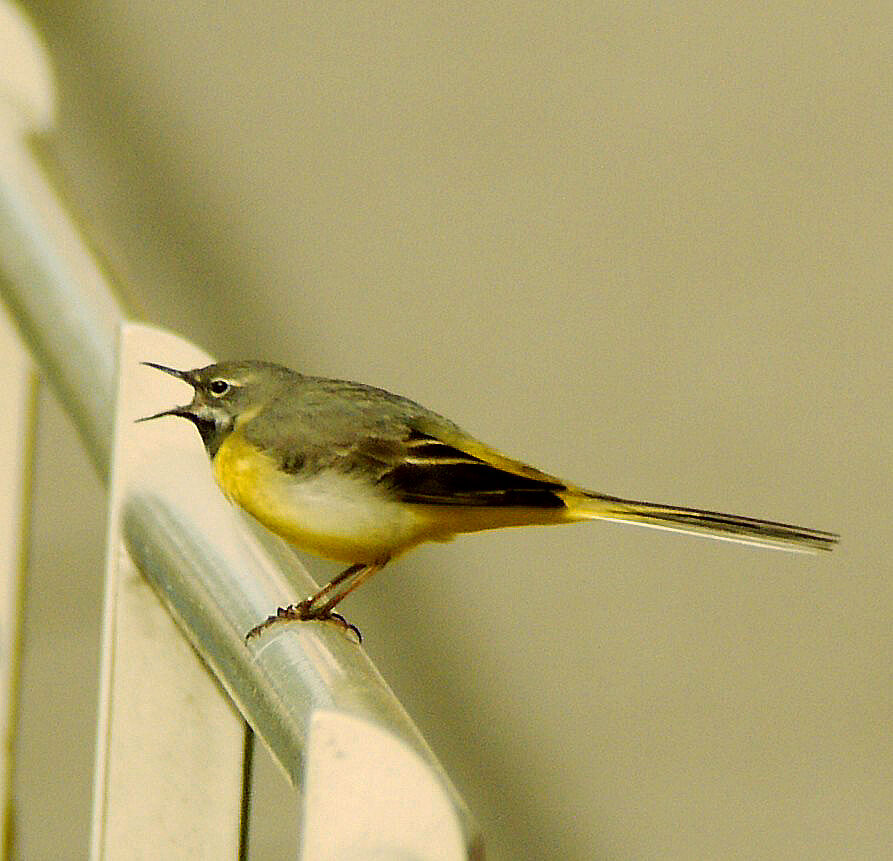 Bergeronnette des ruisseaux mâle adulte nuptial, identification