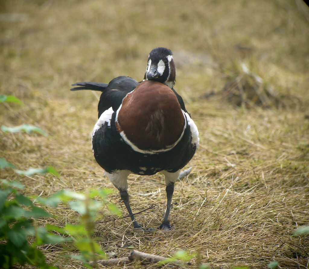 Bernache à cou roux, identification