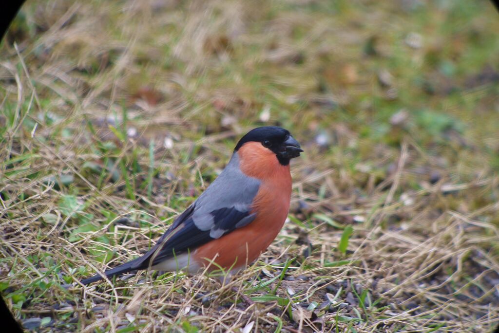 Eurasian Bullfinch male adult breeding, identification