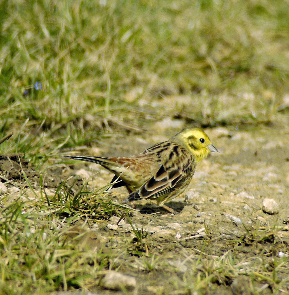 Bruant jaune mâle adulte nuptial, identification