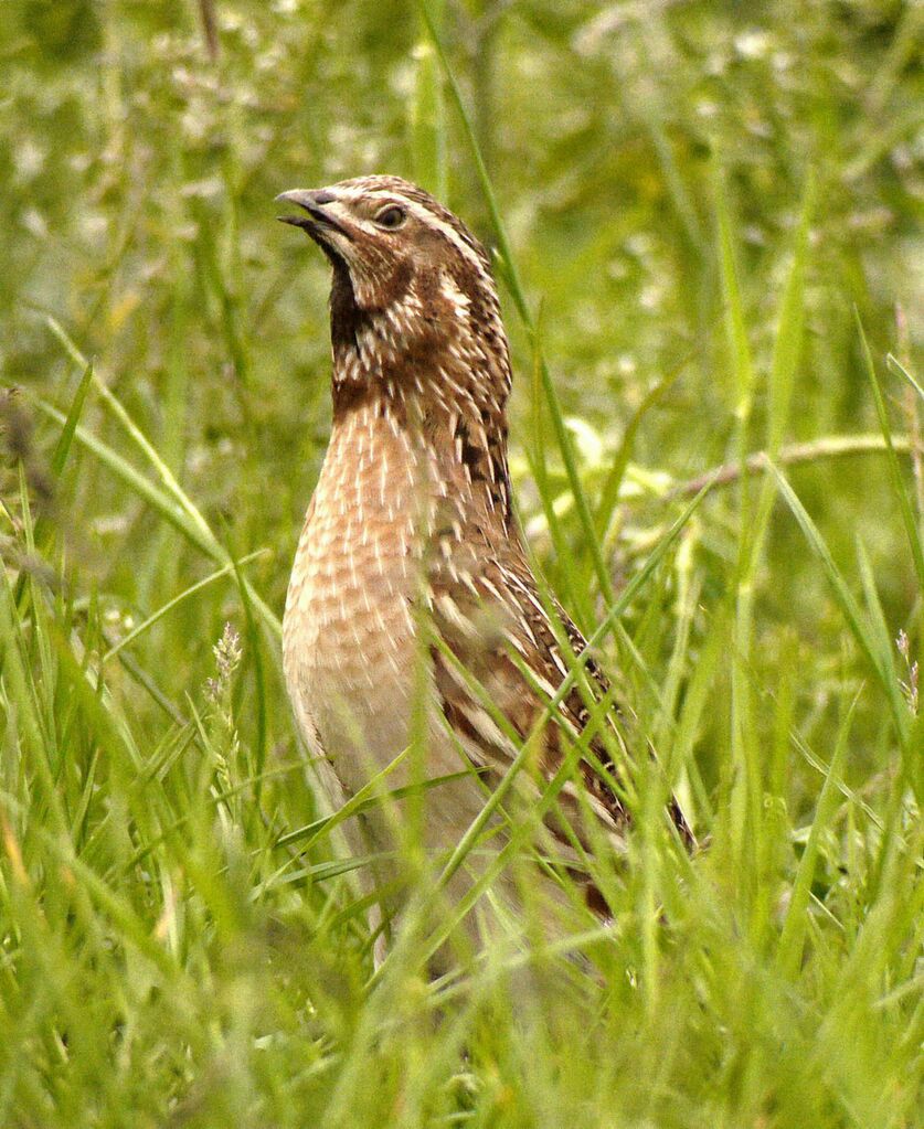 Caille des blés mâle adulte nuptial, identification