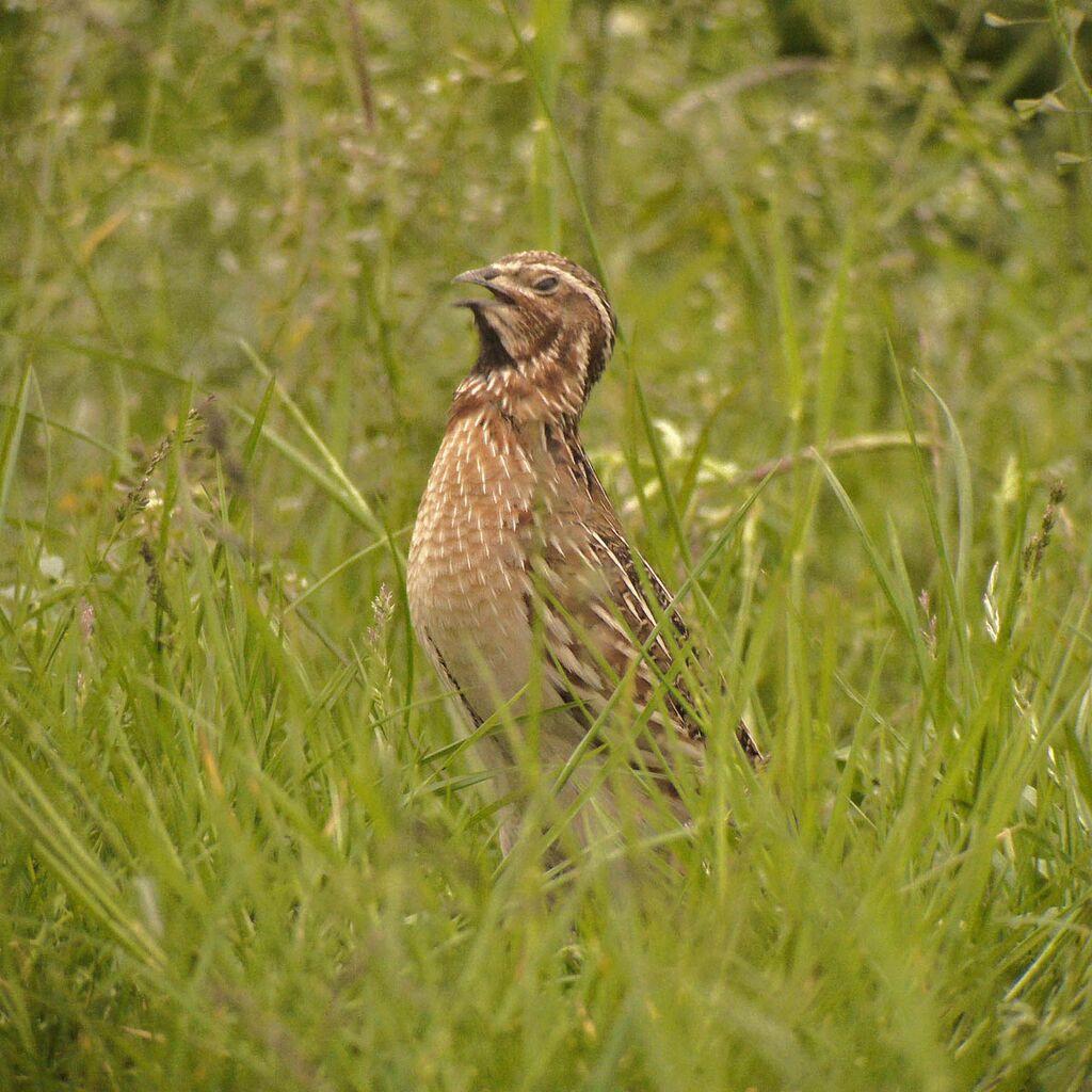 Common Quail male adult breeding, identification