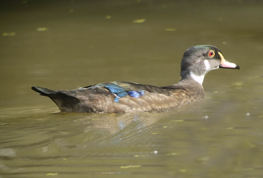 Canard carolinadulte internuptial, identification