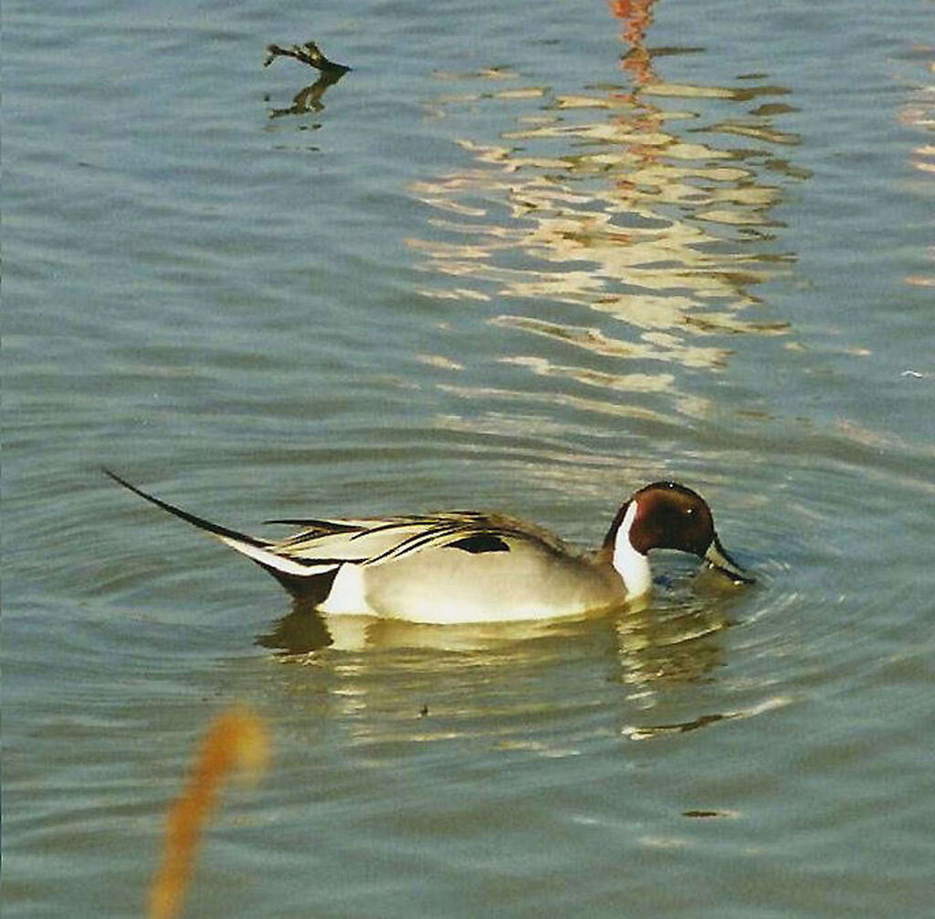 Canard pilet mâle adulte nuptial, identification