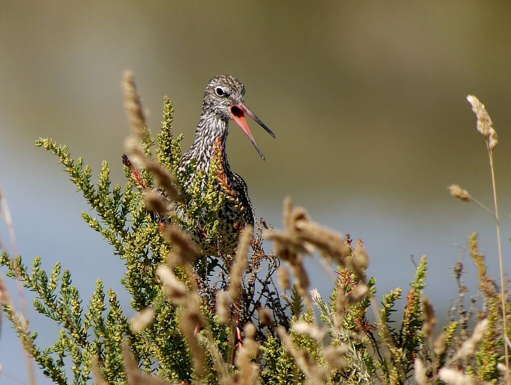 Common Redshankadult post breeding, Behaviour