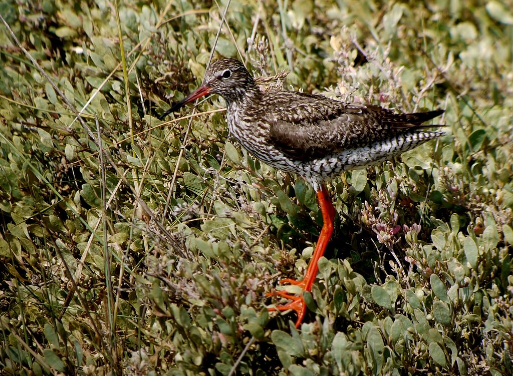 Common Redshank male adult breeding, identification