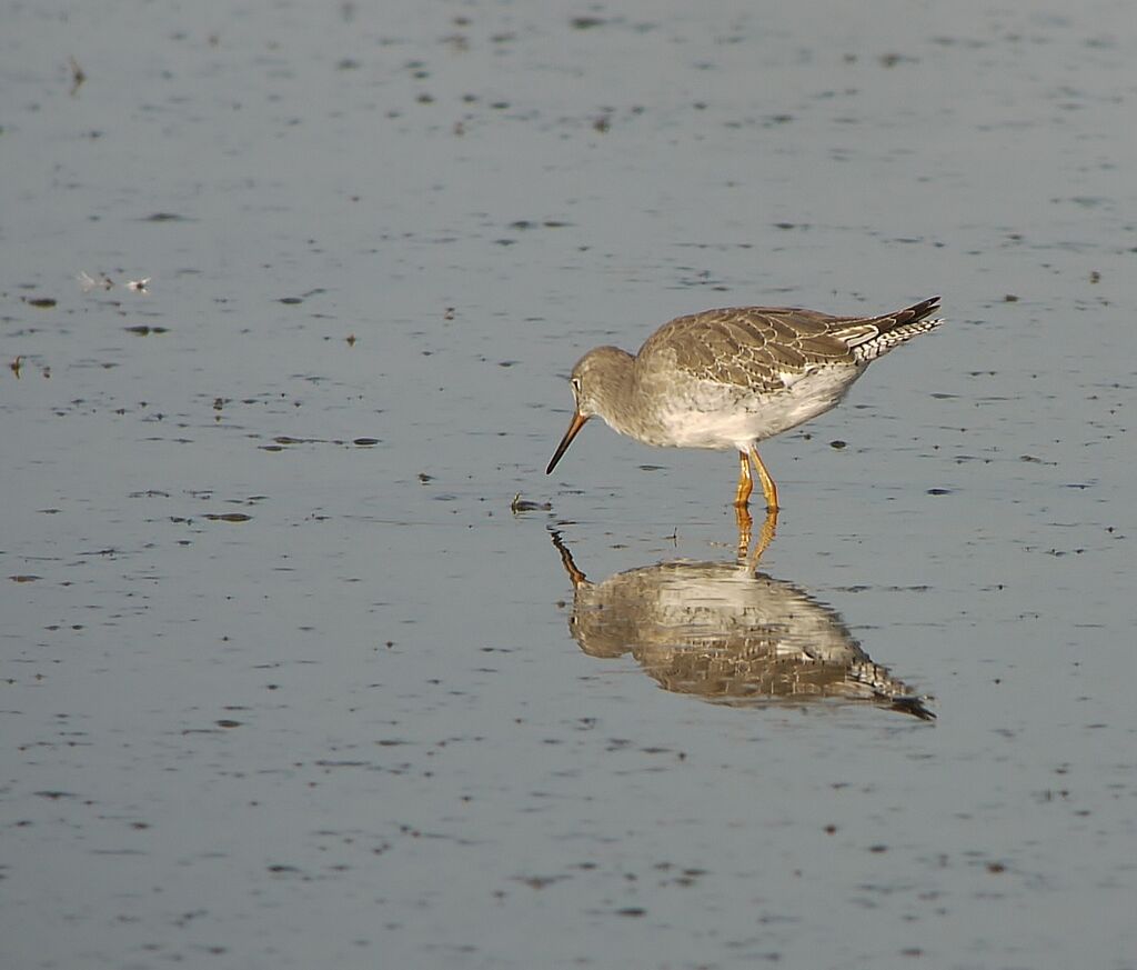 Common Redshank