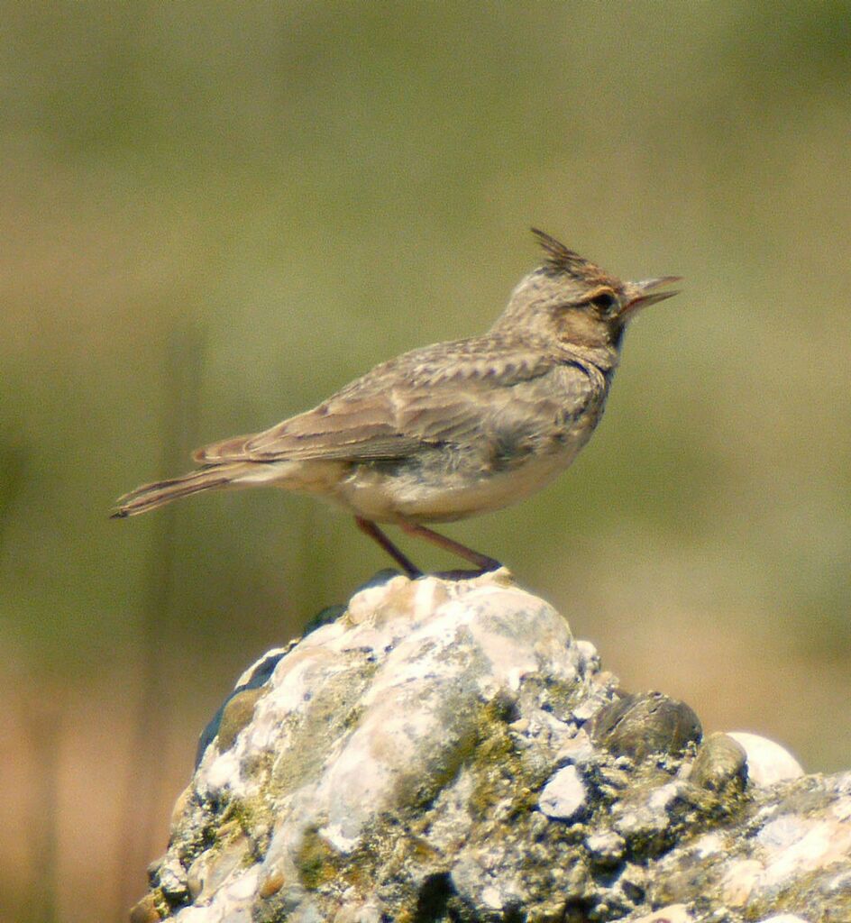 Cochevis huppé mâle adulte nuptial, identification