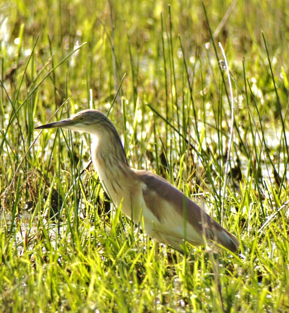 Squacco Heronimmature, identification