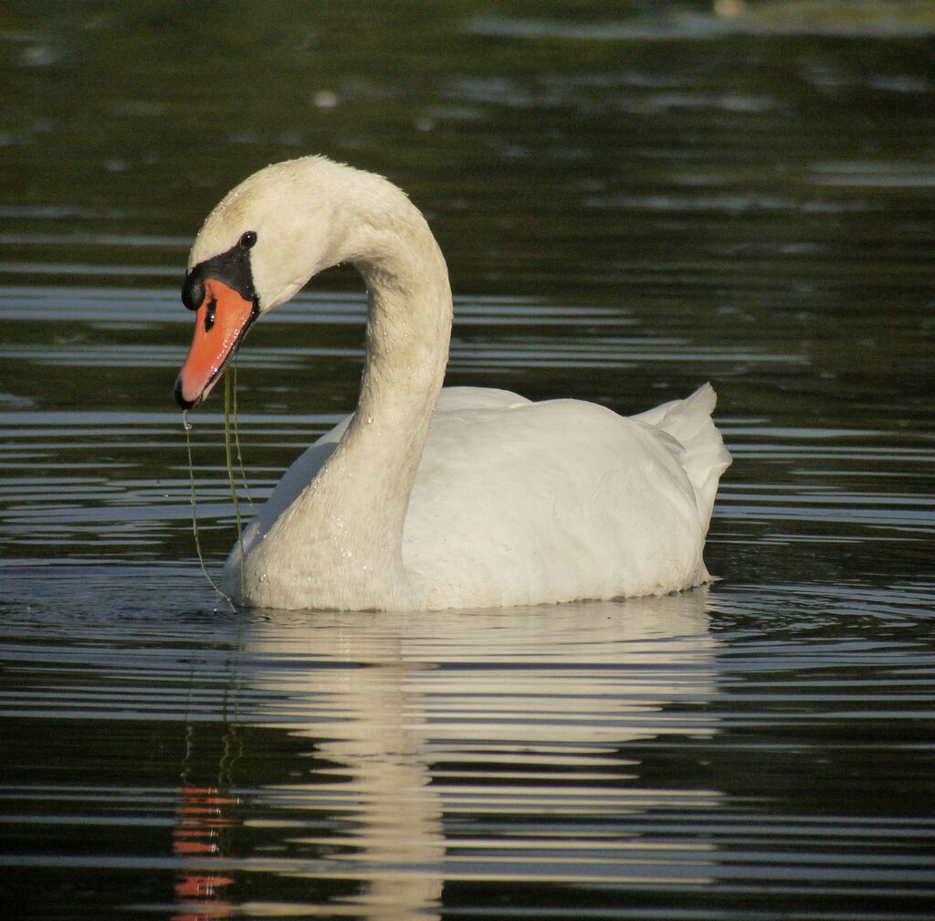 Mute Swan, Behaviour