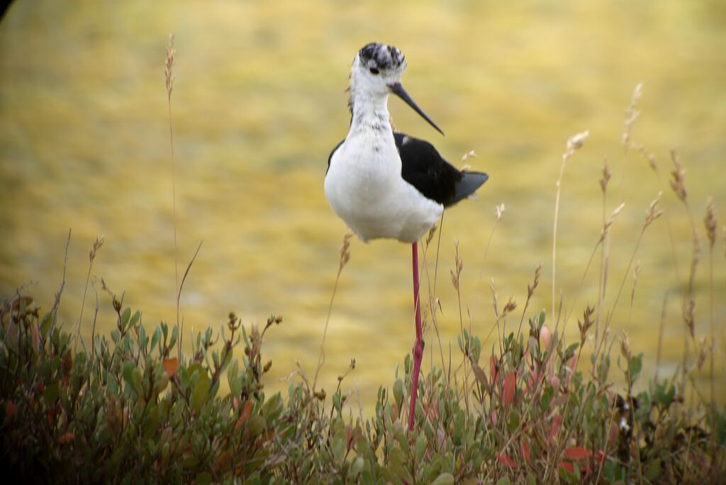 Black-winged Stilt, Behaviour