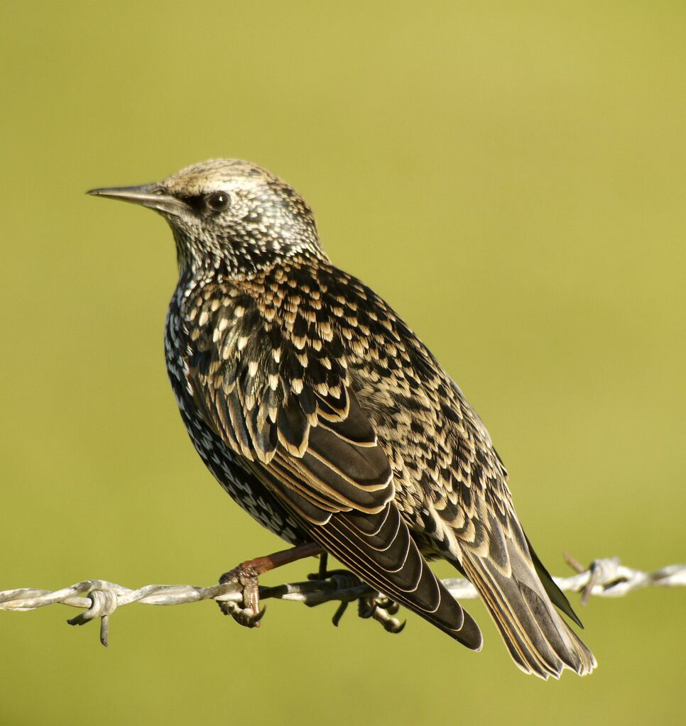 Common Starling female, identification