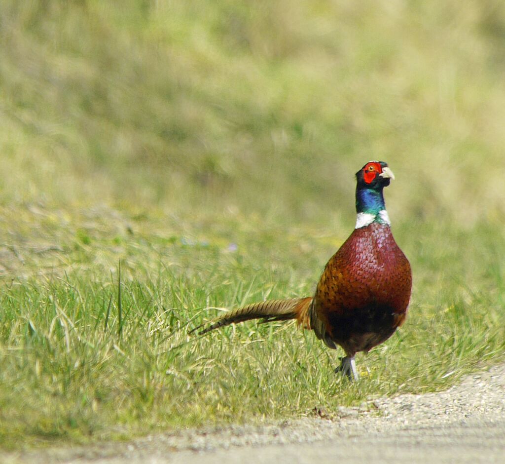 Common Pheasant male adult breeding, identification