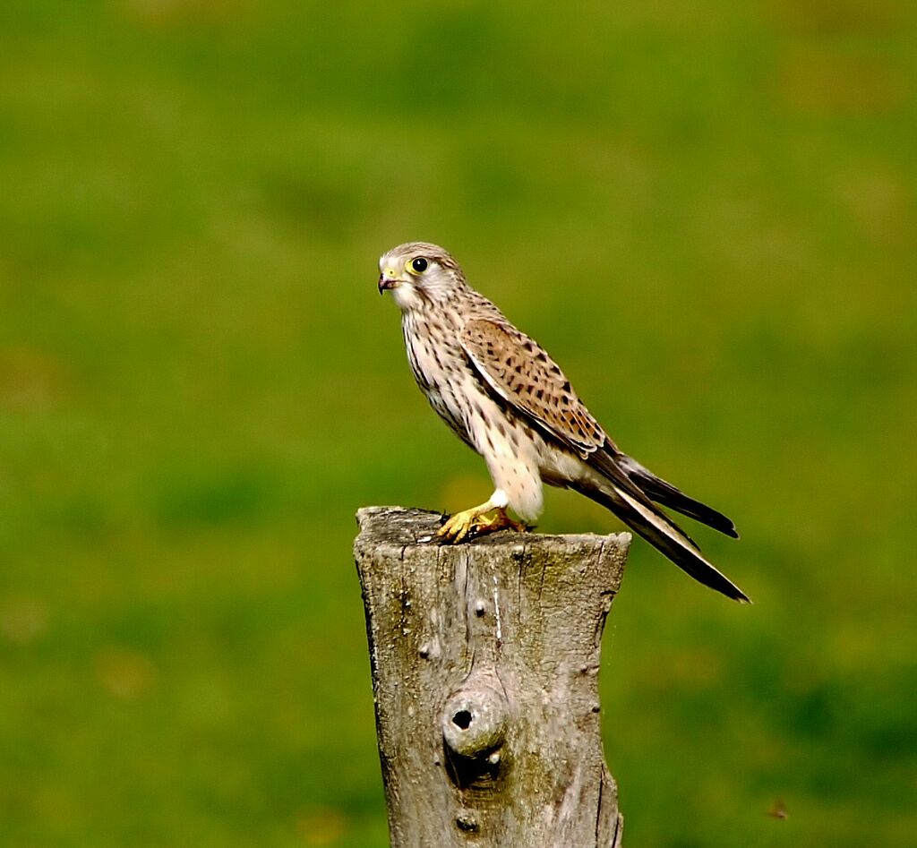Common Kestrel female adult, identification