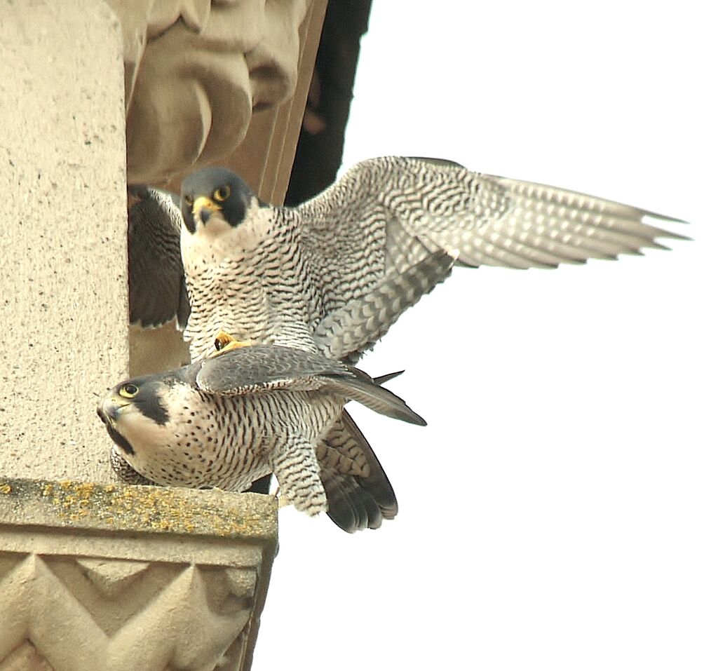 Faucon pèlerinadulte, accouplement.