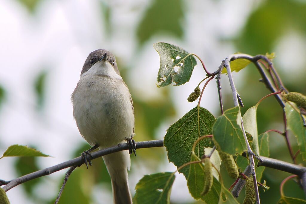 Lesser Whitethroat