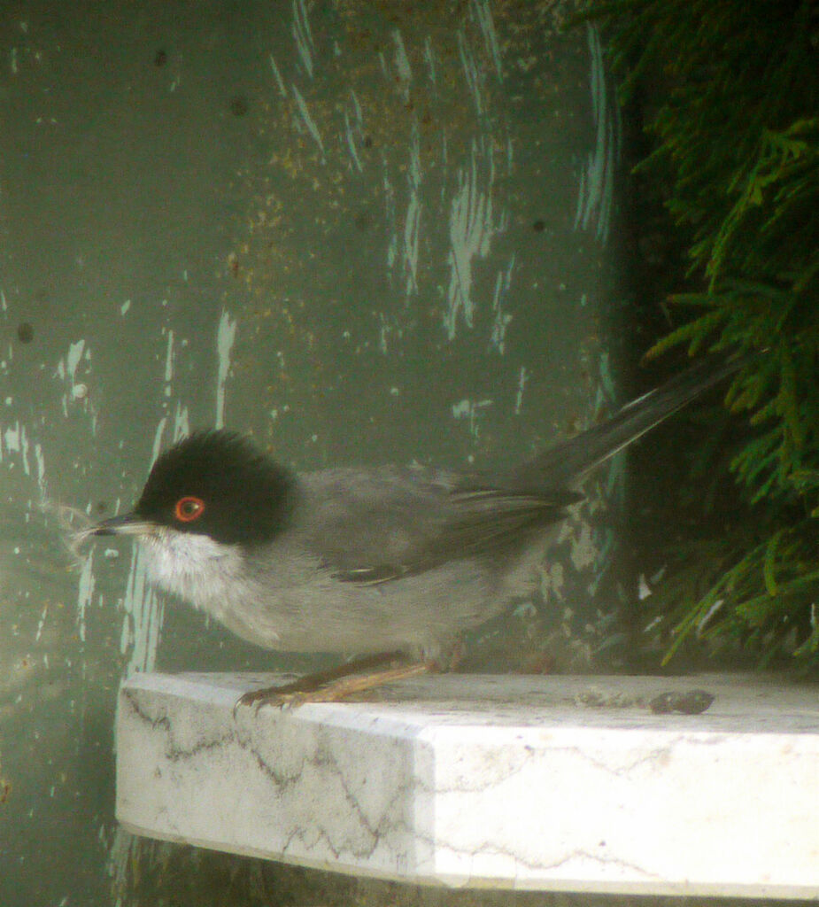 Fauvette mélanocéphale mâle adulte nuptial, identification