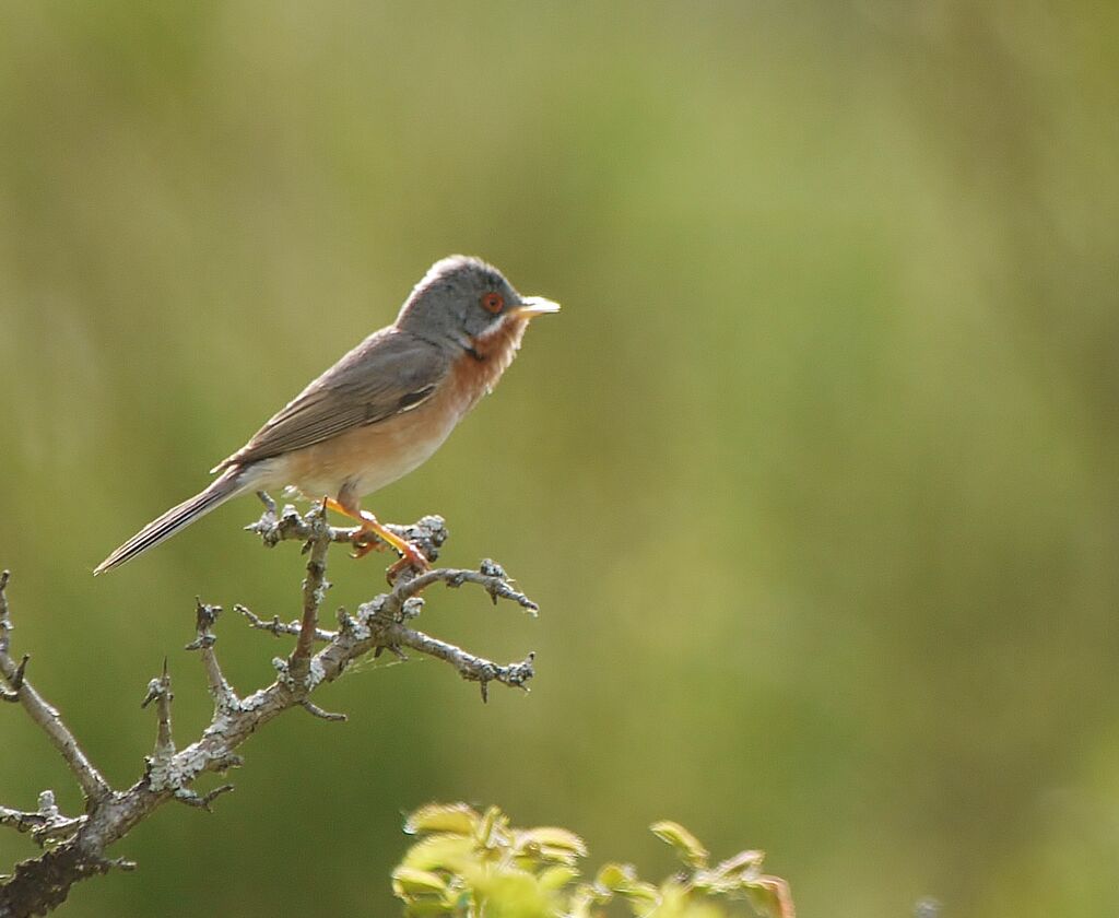 Western Subalpine Warbler male adult breeding, identification