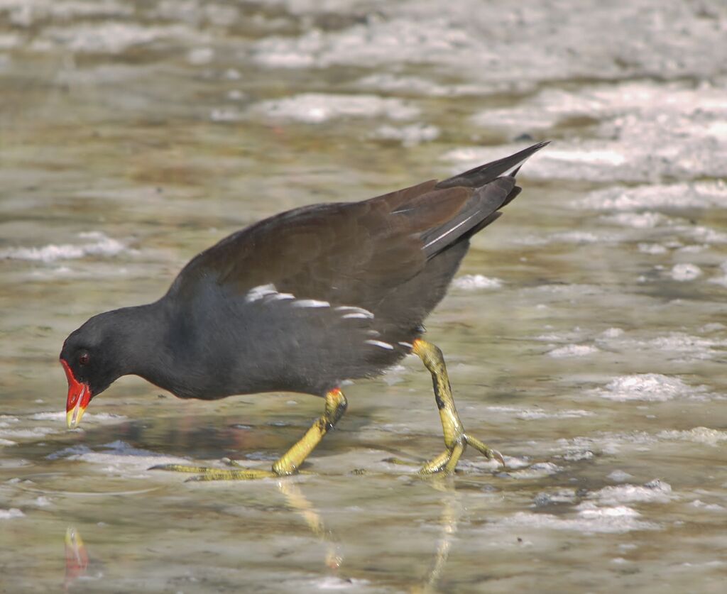 Common Moorhen male adult, identification