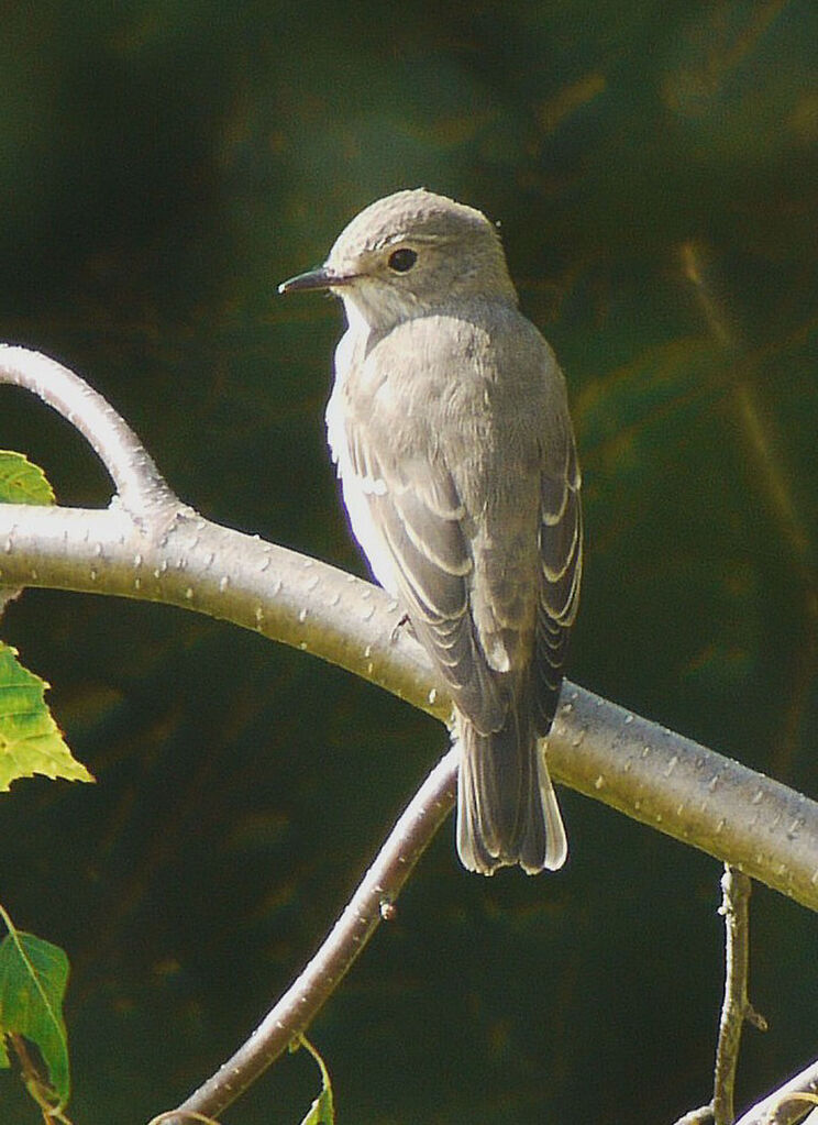 Spotted Flycatcheradult, identification