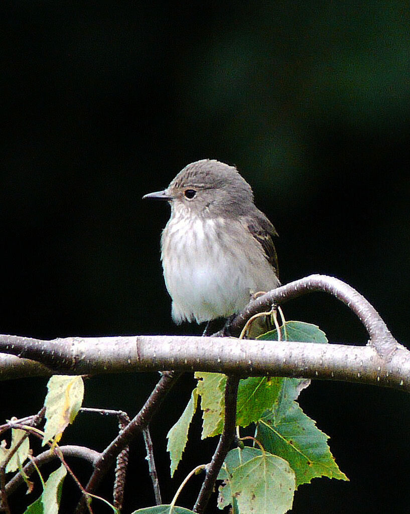 Spotted Flycatcheradult, identification