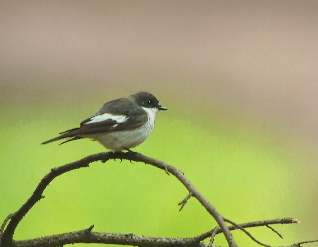 European Pied Flycatcher male adult breeding, identification