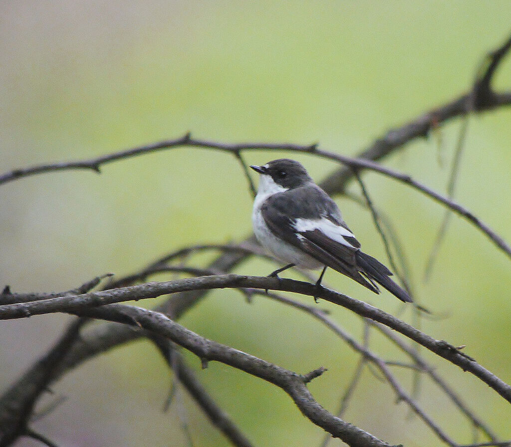 Gobemouche noir mâle adulte nuptial, identification