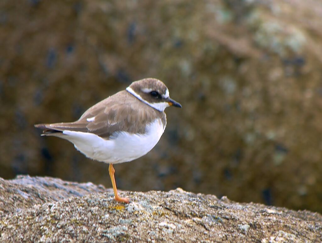 Common Ringed Ploverjuvenile, identification