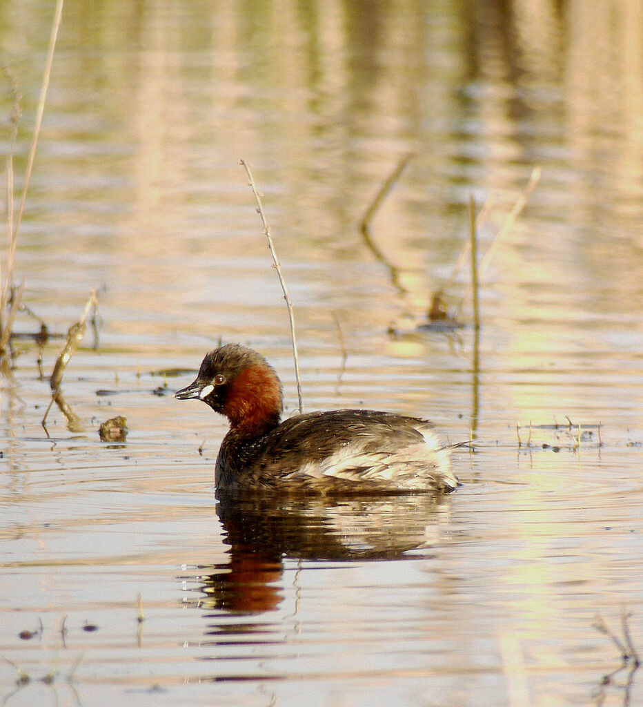 Little Grebe male adult breeding, identification