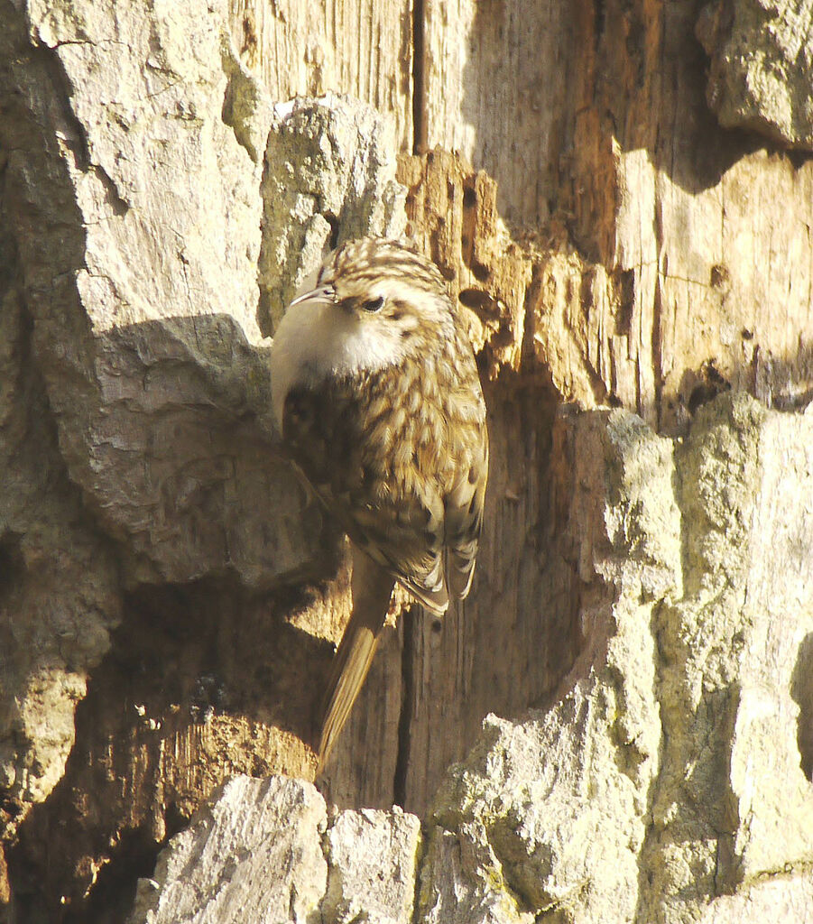 Grimpereau des boisadulte nuptial, identification