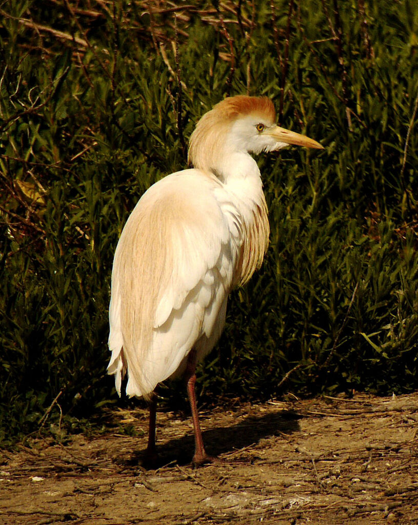Héron garde-boeufs mâle adulte nuptial, identification